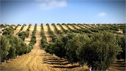 One-Third of Global Olive Oil Production Comes from Intensive Farming